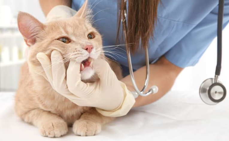 Things you need to know about Cat’s health