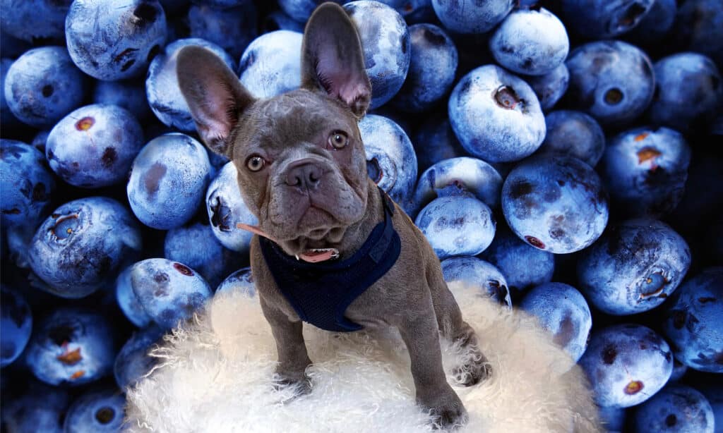 The Benefits of Pet Dogs Eating Blueberries