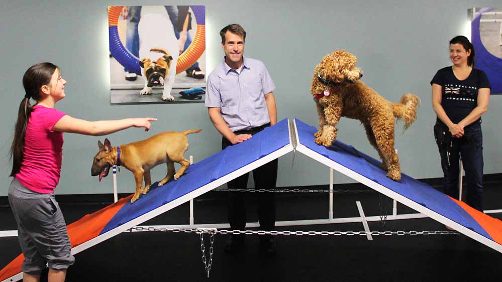 The Ultimate Guide to Tampa Dog Training Transforming Your Canine Companion